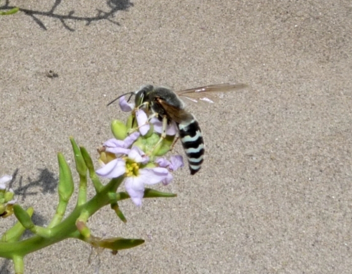 Bembix oculata M e F (Crabronidae)